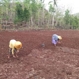 Musim Hujan Datang, Petani Siap Mengolah Lahan